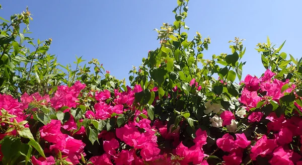 Mısırdan Gelen Buganville Çiçeği Çok Güzel Bir Arka Plan — Stok fotoğraf