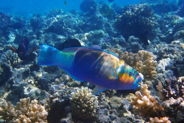 Papageienfisch Aus Ägypten Als Schönes Rotes Meerestier — Stockfoto