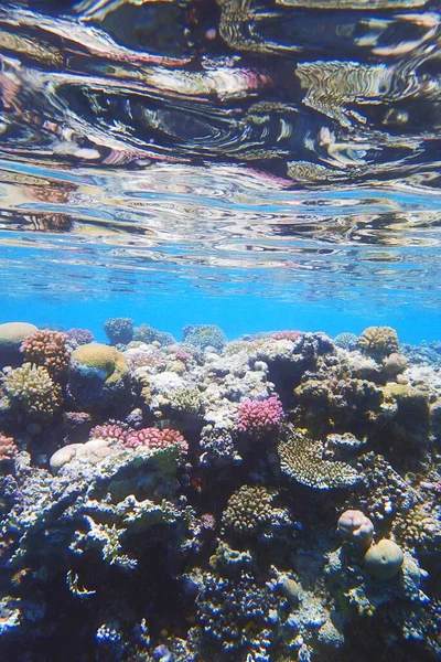 Mar Coral Egipto Como Fondo Muy Bonito — Foto de Stock