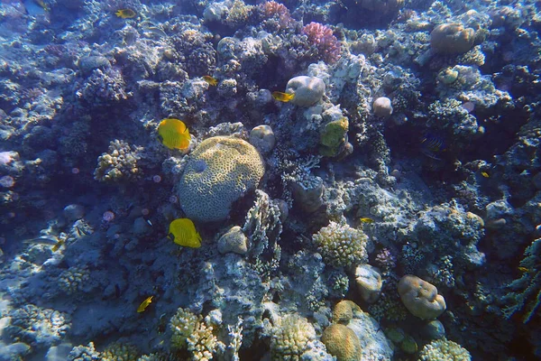 Mare Corallo Egitto Come Sfondo Molto Bello — Foto Stock