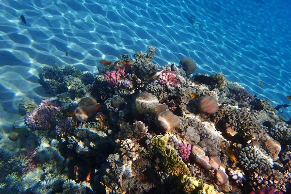Mare Corallo Egitto Come Sfondo Molto Bello — Foto Stock