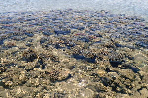 Коралловое Море Египте Хороший Фон — стоковое фото