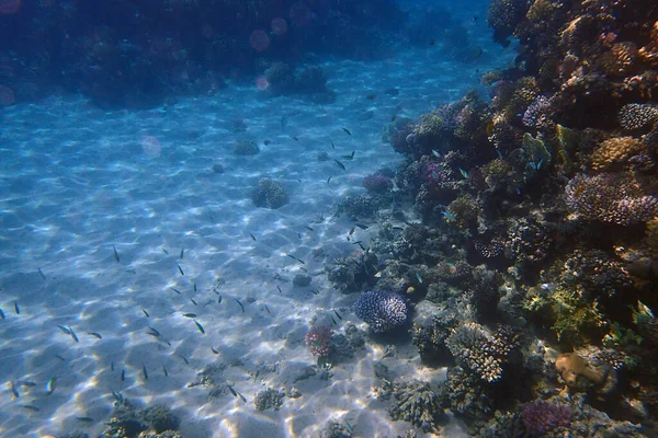 Коралловое Море Египте Хороший Фон — стоковое фото