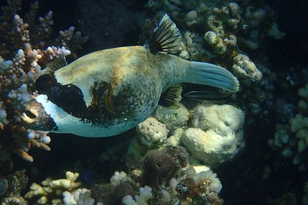 Der Maskierte Kugelfisch Arothron Diadematus Fisch Aus Dem Roten Meer — Stockfoto