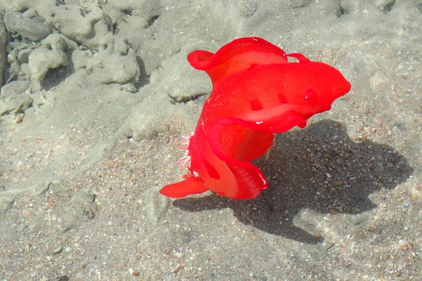 Ungdomlig Spansk Dansare Hexabranchus Sanguineus Som Havssnigel Från Röda Havet — Stockfoto