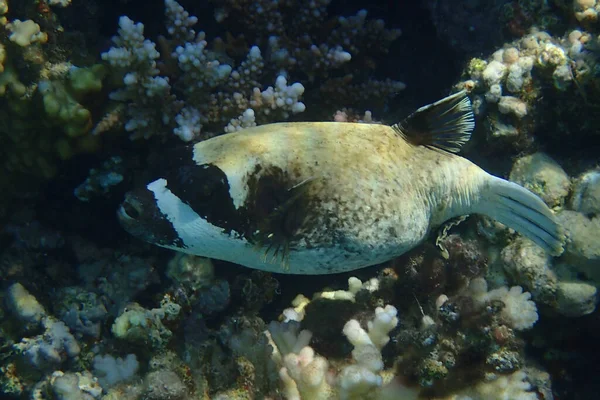 Der Maskierte Kugelfisch Arothron Diadematus Fisch Aus Dem Roten Meer — Stockfoto