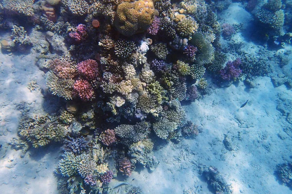 Mer Corail Egypte Comme Très Beau Fond — Photo