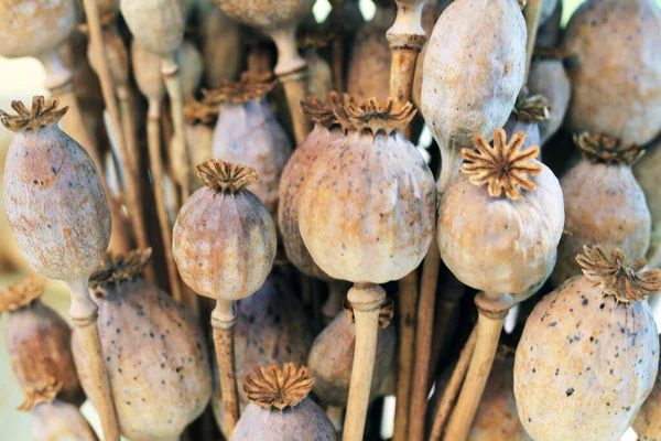 Cabezas Amapola Seca Como Fondo Natural Muy Agradable —  Fotos de Stock