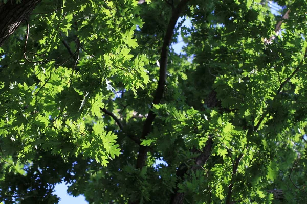 Eiken Boom Textuur Als Mooie Natuurlijke Achtergrond — Stockfoto