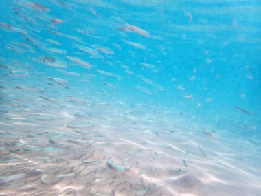 Kızıl denizde küçük balıklar (süt balığı))