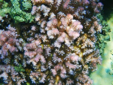 Kızıl denizden biraz pocillocira mercanı. Mısır.