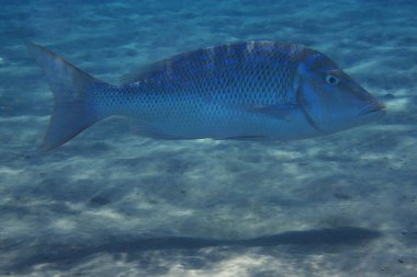 Lethrinus nebulosus, Kızıl denizden gelen balık. 