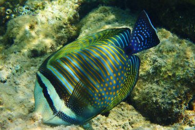 Hint yüzgeci tang (Zebrasoma desjardinii) balık, Desjardin 'in yelkenlisi tang