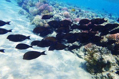 Hint yüzgeci tang (Zebrasoma desjardinii) balık, Desjardin 'in yelkenlisi tang