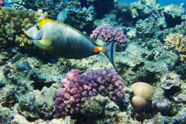 Naso tang (Naso Lituratus) Kızıl denizden gelen balık
