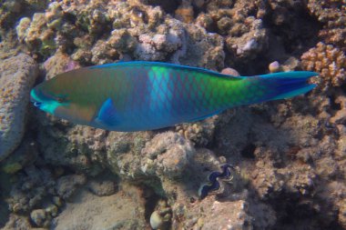 Mısır 'dan gelen papağan balığı güzel bir kızıl deniz hayvanı gibidir.