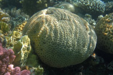 Kızıl denizden biraz Favia mercanı.    