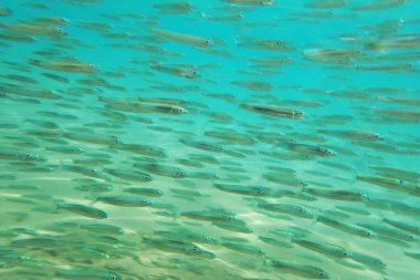 Kızıl denizde küçük balıklar (süt balığı))
