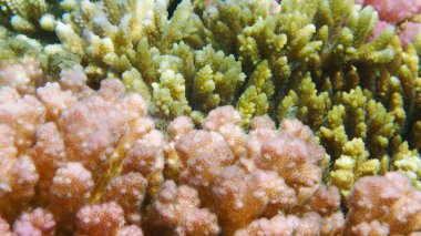 Kızıl denizden biraz pocillocira mercanı. Mısır.