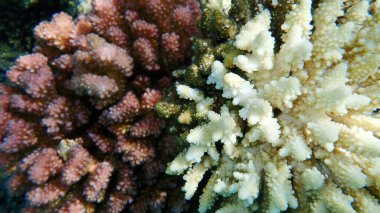 Akropora ve pocillocira mercanları Kızıl Deniz 'den Mısır' a