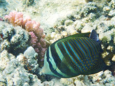 Hint yüzgeci tang (Zebrasoma desjardinii) balık, Desjardin 'in yelkenlisi tang