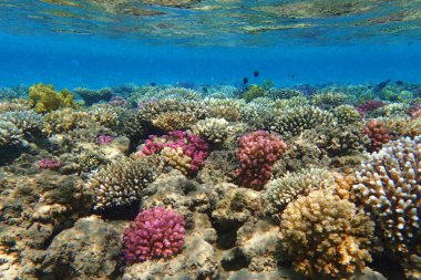 Makadi Körfezi, Mısır 'daki Kızıl Deniz Mercan Resifi, 