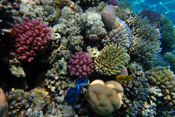 Korallhavet Egyptan Röda Havet — Stockfoto
