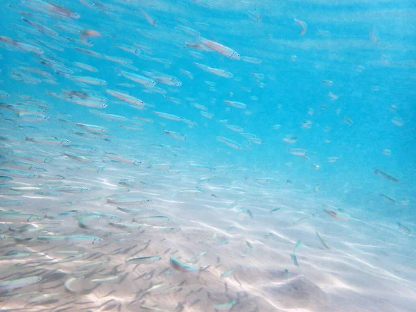 Kleine Fische Roten Meer Milchfische — Stockfoto