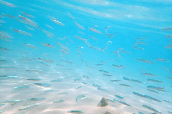Pequenos Peixes Mar Vermelho Milkfish — Fotografia de Stock