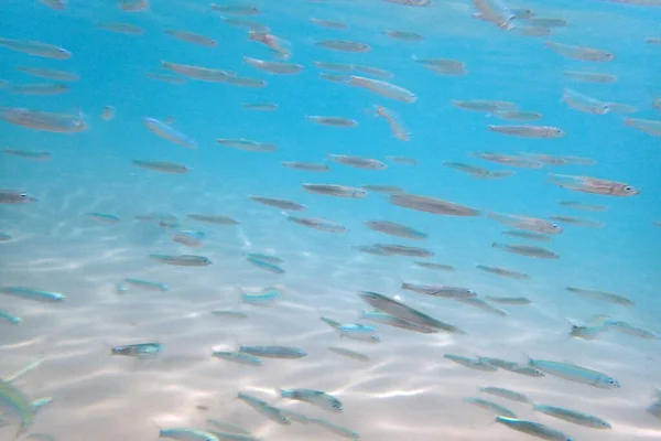 Piccoli Pesci Nel Mare Rosso Pesce Latte — Foto Stock