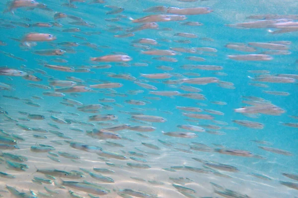 Kleine Fische Roten Meer Milchfische — Stockfoto
