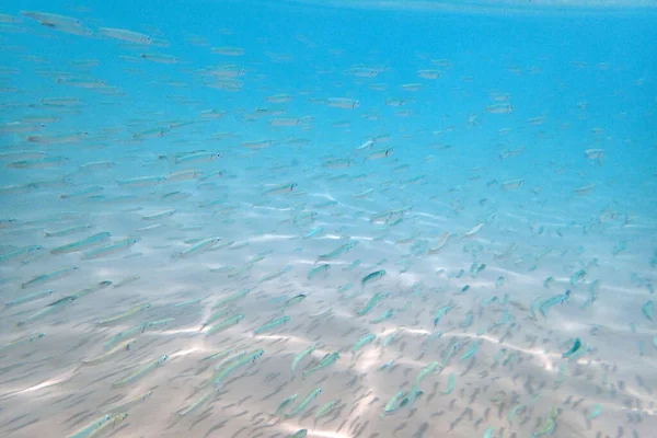 Pequeños Peces Mar Rojo Milkfish —  Fotos de Stock