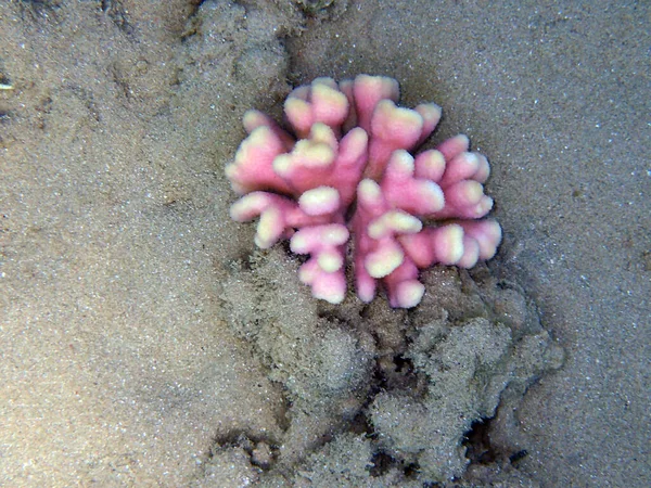 Κοράλλια Stylophora Subseriata Από Την Ερυθρά Θάλασσα Της Αιγύπτου — Φωτογραφία Αρχείου