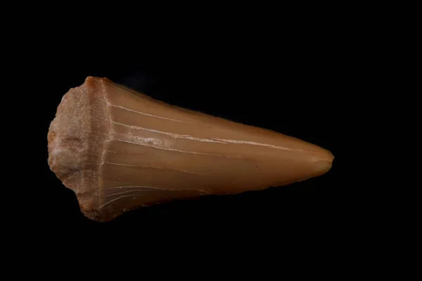 Зуб Акулы Изолирован Черном Фоне — стоковое фото