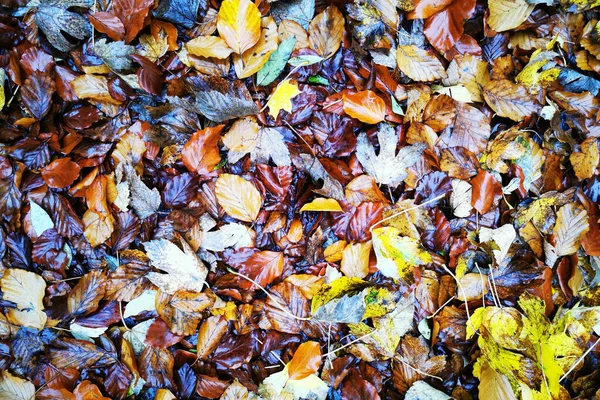 Cor Outono Folhas Textura Como Fundo Natural Muito Agradável — Fotografia de Stock