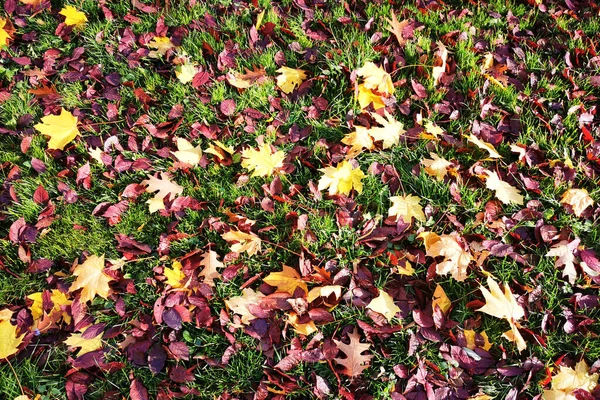 색깔의 가을은 스러운 배경으로 질감을 남긴다 — 스톡 사진