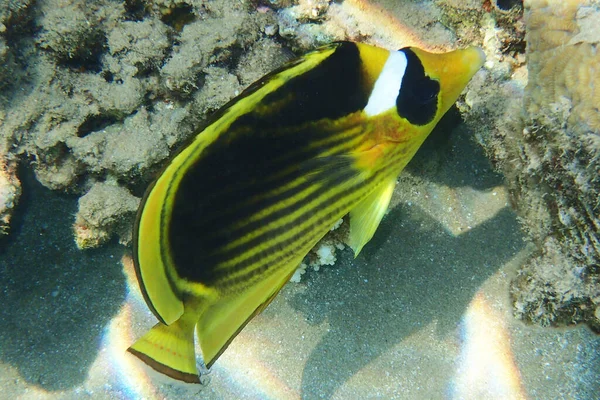 Butterflyfish Diagonal Chaetodon Fasciatus Mar Vermelho — Fotografia de Stock