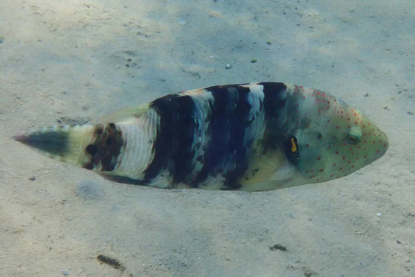Redbreasted Wrasse Cheilinus Quinquecinctus Fish Red Sea — Stok Foto