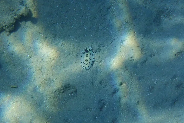 Hewan Siput Bawah Air Jorunna Funebris Dari Laut Merah — Stok Foto