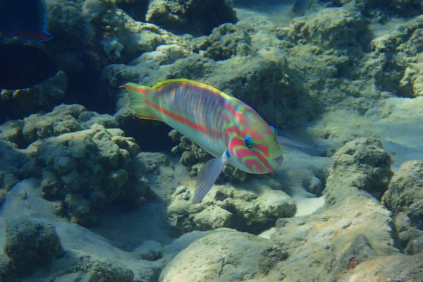 Ikan Karang Thalassoma Klunzingeri Klunzinger Wrasse Dari Laut Merah — Stok Foto