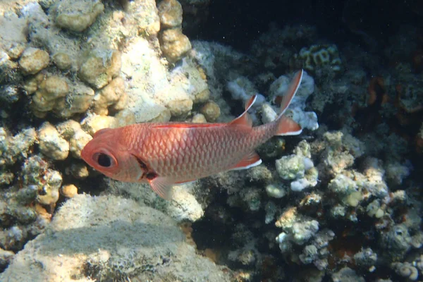 Pinecone Soldierfish Myripristis Murdjan Fra Det Røde Hav - Stock-foto