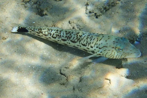 Gesprenkelter Sandbarsch Parapercis Hexophthalma Roten Meer — Stockfoto