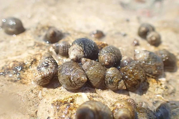 water snails from the beach in the Egypt