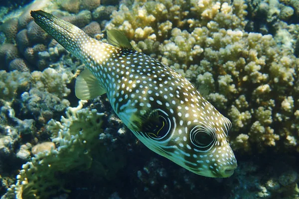 Vitfläckig Blåsfisk Arothron Hispidus Från Röda Havet — Stockfoto