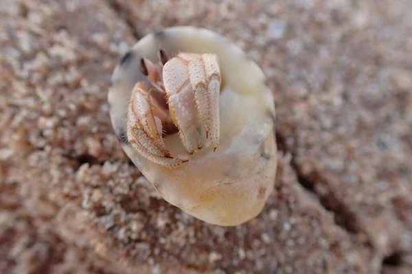 Pequeno Câncer Caranguejo Casca Egito — Fotografia de Stock