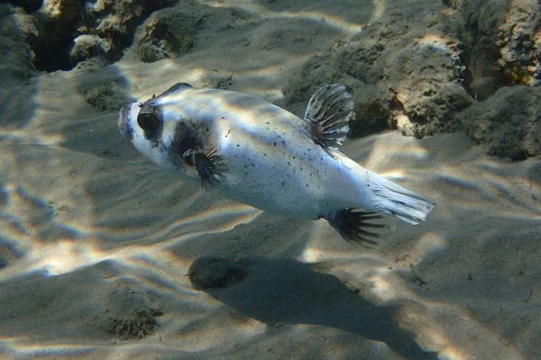 Puffer Bertopeng Arothron Diadematus Ikan Dari Laut Merah — Stok Foto