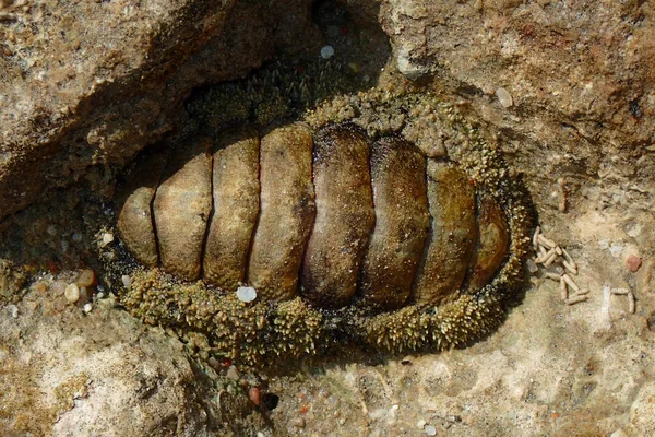 Lepidochitona Животное Египетского Пляжа Доисторическое Животное — стоковое фото
