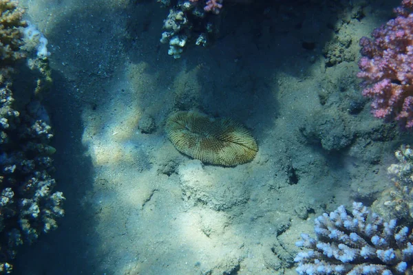 Barriera Corallina Del Mar Rosso Nella Baia Makadi Egitto — Foto Stock