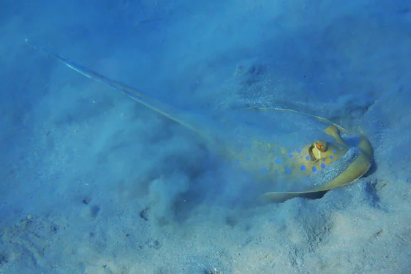Blautopfstachelrochen Taeniura Lymma Und Andere Fische — Stockfoto