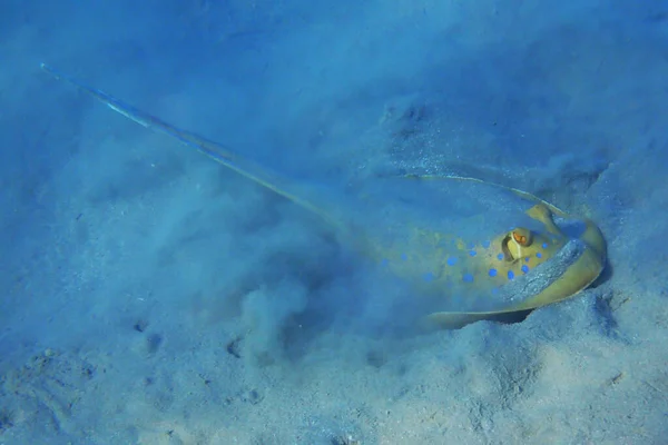 Bluespotted Stingray Taeniura Lymma Other Fishes — Stock Photo, Image